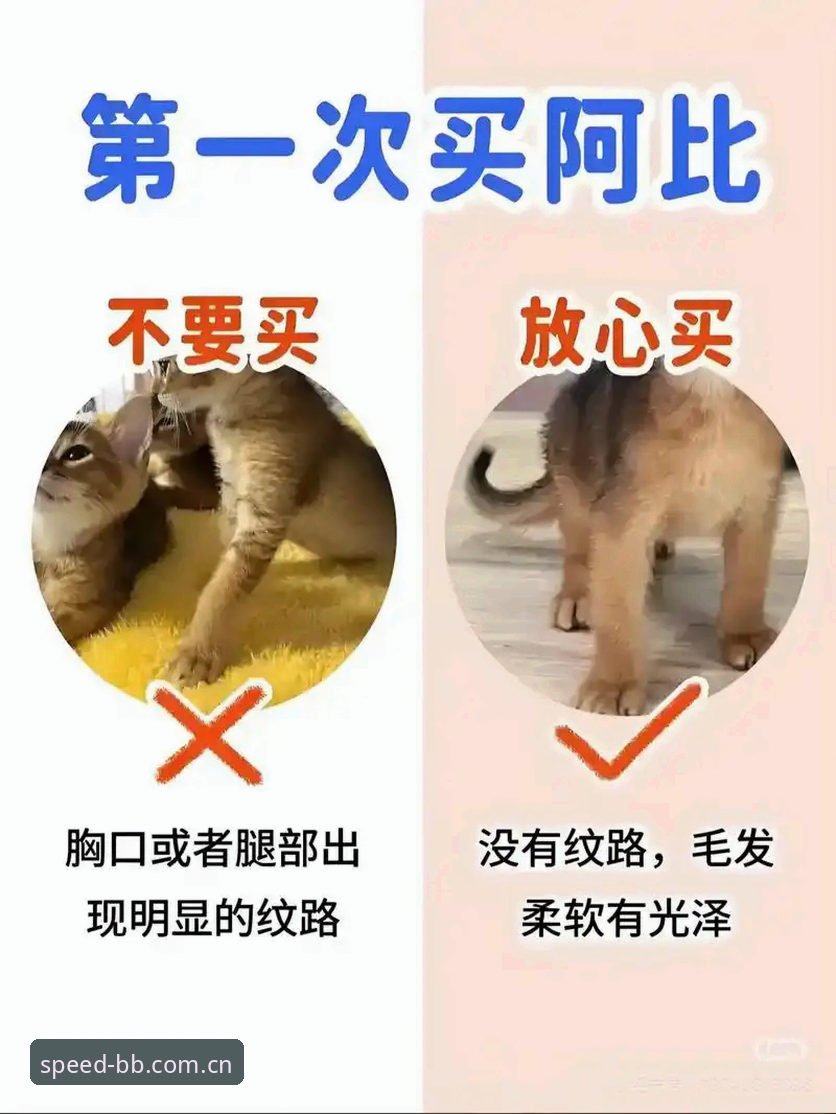 新手必看：在bb体育平台追踪德国队世界杯大名单与赛事动态完整指南